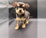 Small #17 Chihuahua