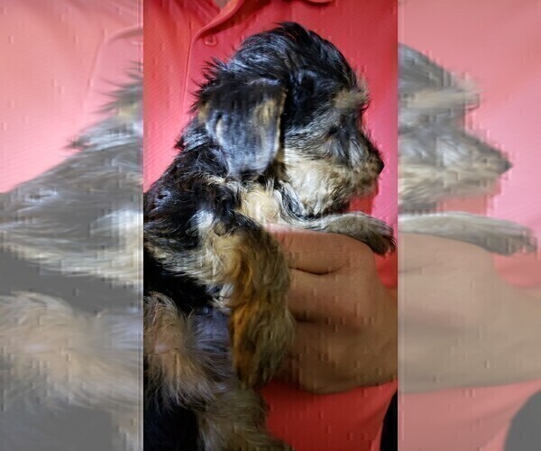 Medium Photo #14 Yorkshire Terrier Puppy For Sale in ARLINGTON, TX, USA