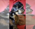 Small Photo #14 Yorkshire Terrier Puppy For Sale in ARLINGTON, TX, USA