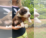 Puppy Puppy 5 Australian Shepherd