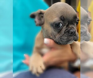 French Bulldog Puppy for sale in ATLANTA, GA, USA