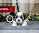 Small Photo #7 Shih Tzu Puppy For Sale in GREENWICH, OH, USA
