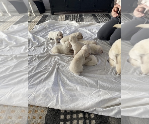 Medium Photo #5 Labrador Retriever Puppy For Sale in OSCEOLA, IN, USA
