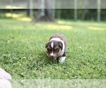 Small Photo #5 Australian Shepherd Puppy For Sale in CHARLESTOWN, IN, USA