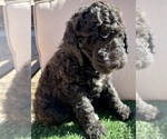 Puppy Rosario Poodle (Standard)
