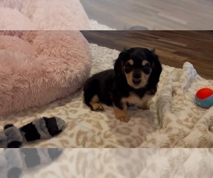 Dachshund Puppy for Sale in GUTHRIE, Kentucky USA