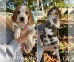 Puppy Orange Collar Beagle