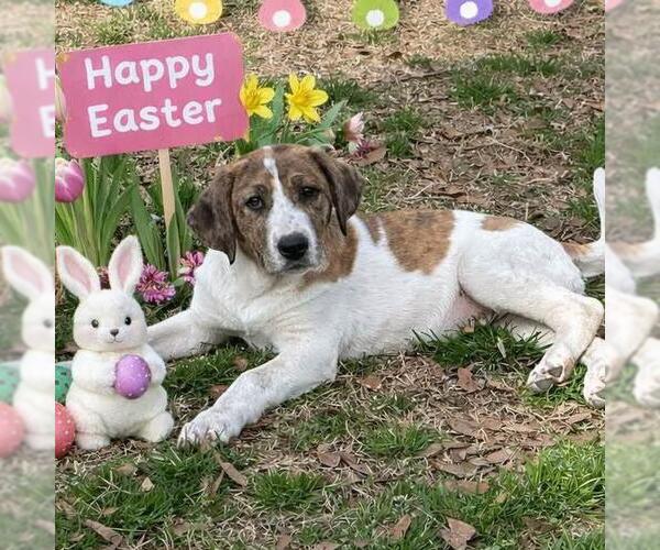 Medium Photo #2 Borador Puppy For Sale in Yardley, PA, USA