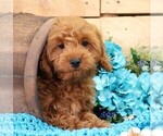 Small #1 Cavapoo