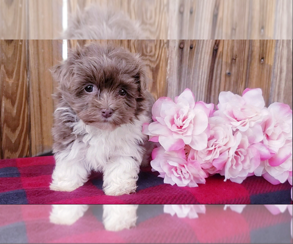 Medium Photo #1 Havanese Puppy For Sale in APPLE CREEK, OH, USA
