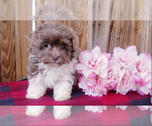 Havanese Puppy for sale in APPLE CREEK, OH, USA