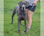 Small #4 Great Dane