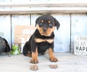 Rottweiler Puppy for sale in CANTON, OH, USA