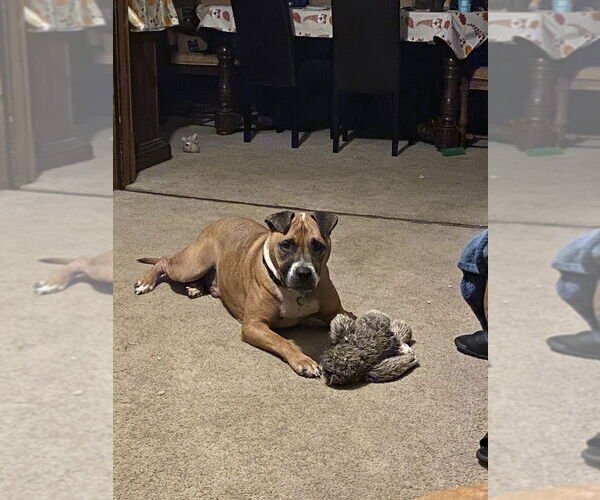 Medium Photo #6 Boxer-Unknown Mix Puppy For Sale in Springdale, PA, USA