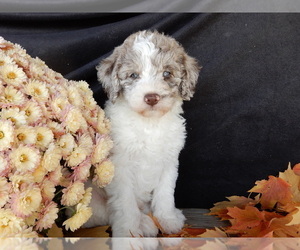 Miniature Labradoodle Puppy for sale in MILLERSBURG, OH, USA