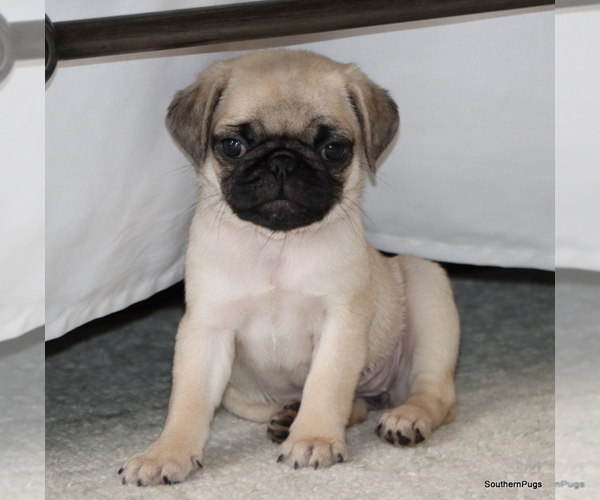 Medium Photo #6 Pug Puppy For Sale in WINNSBORO, TX, USA