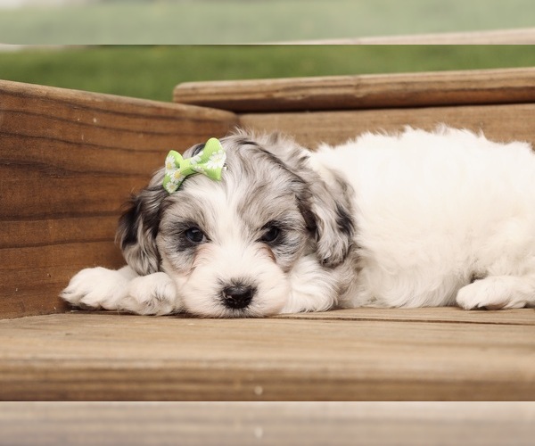 Medium Photo #1 Cavapoo Puppy For Sale in WEST SALEM, OH, USA