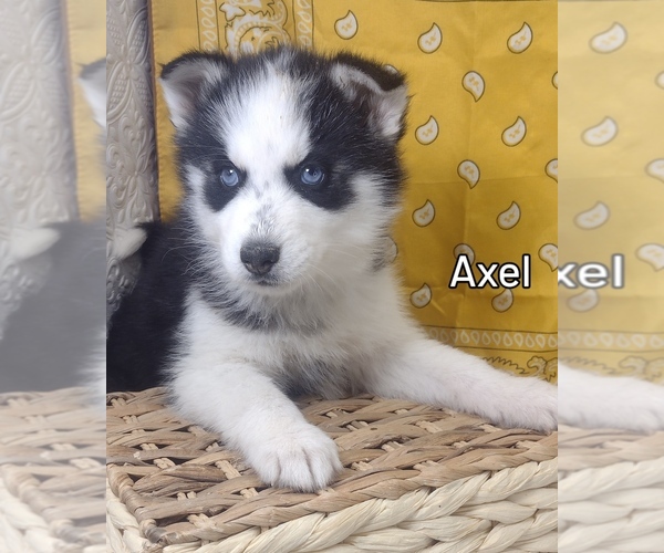 Medium Photo #4 Siberian Husky Puppy For Sale in MOUNT AYR, IA, USA