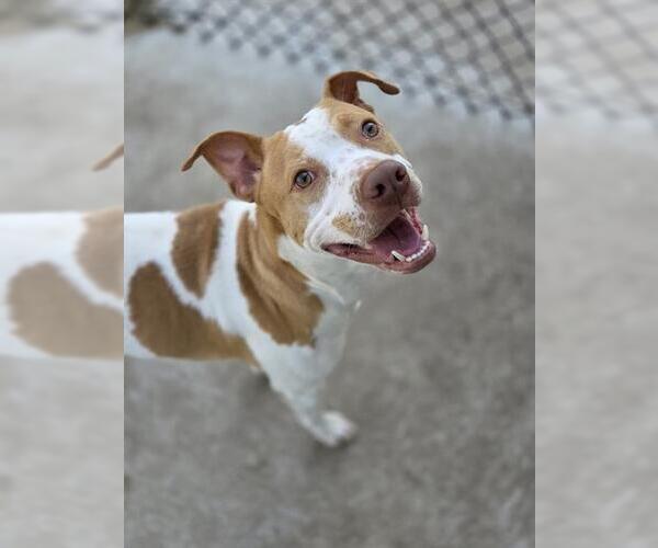 Medium Photo #2 American Pit Bull Terrier-Unknown Mix Puppy For Sale in Temple, TX, USA
