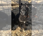 Puppy Brown Collar German Shepherd Dog