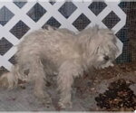 MOLLY - Female Maltese Dog for Adoption - Small photo