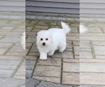 Small #1 Bichon Frise