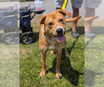 Small #14 Labrador Retriever Mix