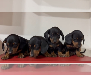 Dachshund Puppy for sale in CHANDLER, AZ, USA