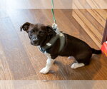Small #5 Mutt