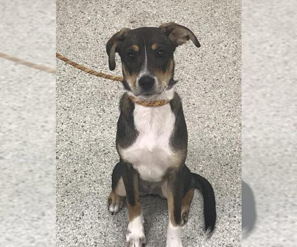 Medium Photo #1 Beagle-Unknown Mix Puppy For Sale in Conroe, TX, USA
