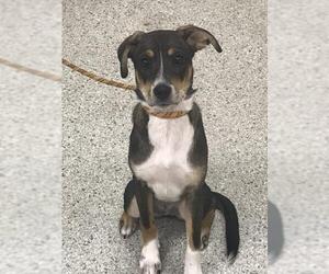 Beagle-Unknown Mix Dogs for adoption in Conroe, TX, USA