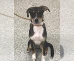 Small Beagle Mix