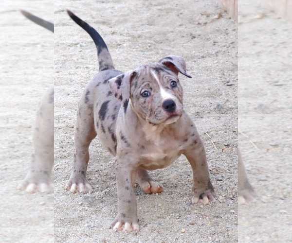 Medium Photo #11 American Bully Puppy For Sale in PALMDALE, CA, USA