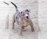 Small Photo #11 American Bully Puppy For Sale in PALMDALE, CA, USA