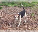 Small #2 Beagle