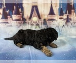 Small Photo #39 Aussiedoodle Miniature  Puppy For Sale in COMMERCE, MI, USA
