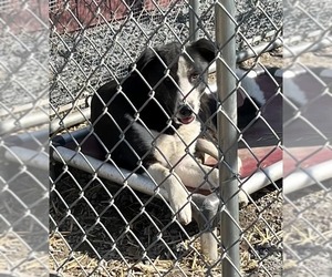Mutt Dogs for adoption in Unionville, PA, USA