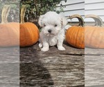 Litter of 2 - Female MalteseLitter of Puppies for Sale - Photo #3