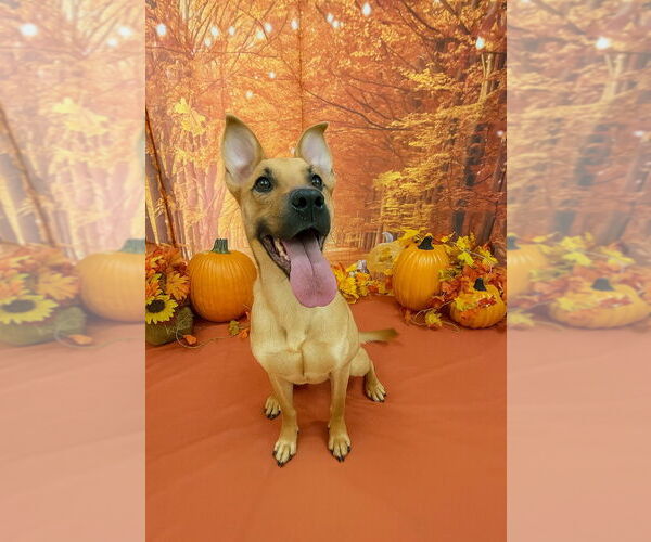 Medium Photo #1 Mutt Puppy For Sale in Bryant, AR, USA