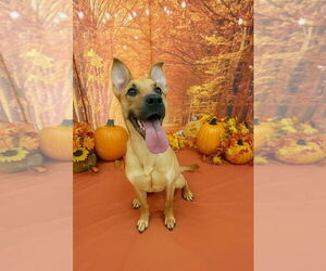 Mutt Dogs for adoption in Bryant, AR, USA