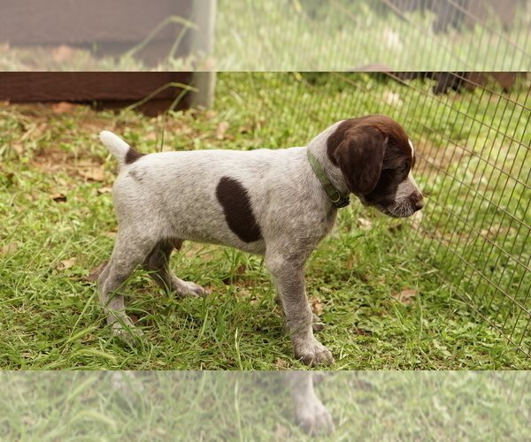 Medium Photo #1 German Shorthaired Pointer-German Wirehaired Pointer Mix Puppy For Sale in FREDERICKSBURG, TX, USA