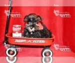 Small Photo #8 Schnauzer (Miniature) Puppy For Sale in SANGER, TX, USA