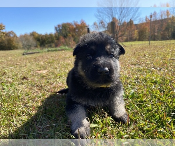 Medium Photo #3 German Shepherd Dog Puppy For Sale in TRAVELERS REST, SC, USA