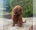 Small #2 Miniature Labradoodle
