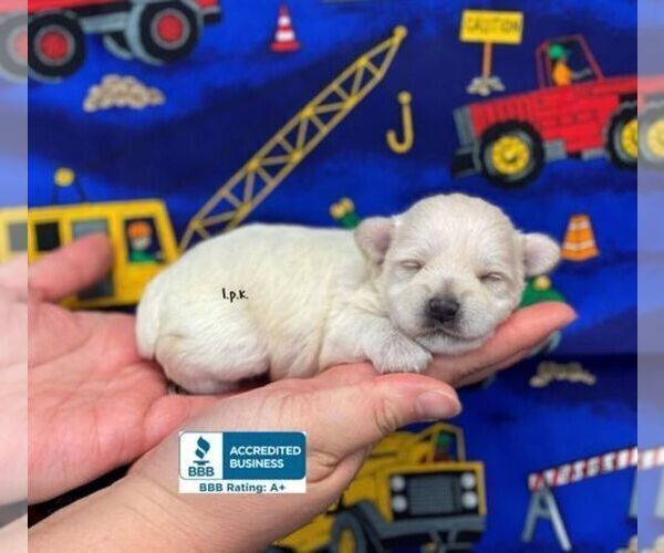 Medium Photo #3 Schnoodle (Miniature) Puppy For Sale in WINNSBORO, LA, USA