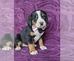 Small Photo #1 Greater Swiss Mountain Dog Puppy For Sale in CHRISTIANA, PA, USA