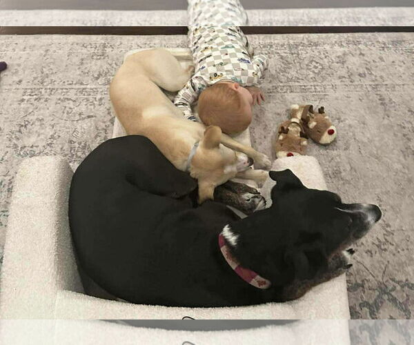 Medium Photo #8 Jack-A-Bee Puppy For Sale in Princeton, MN, USA