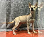Small #1 Mutt