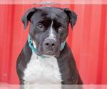 Small #3 American Pit Bull Terrier