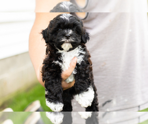 Shih-Poo Puppy for sale in NAPPANEE, IN, USA